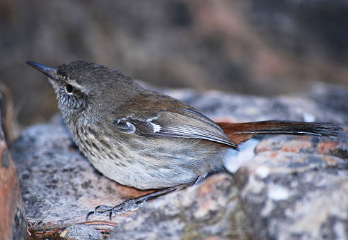 Shy heathwren